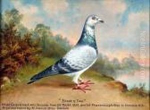 Study Of A Prize Racing Pigeon by William Andrew Beer