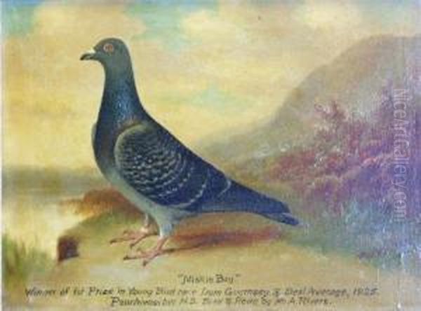 Study Of The Prize Racingpigeon 'miskin Boy' - view 1