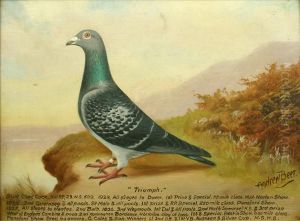 'young Aristocrat' And'triumph' - Pigeon Portraits by William Andrew Beer