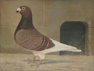 Portrait Of A Prize Racing Pigeon by William Andrew Beer