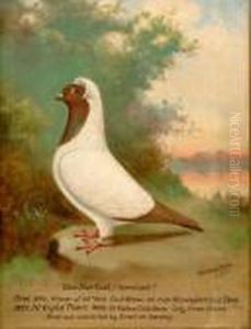 A Pair Of Racing Pigeons by William Andrew Beer