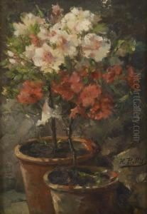 Les Azalees En Fleurs