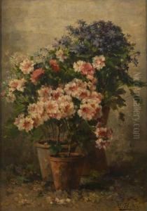 Pelargoniums Et Asters Enfleurs