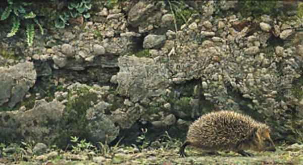 Hedgehog - view 1