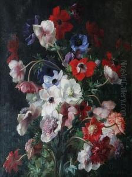 White, Red And Blue Anenomes 'jean Benner' - view 1