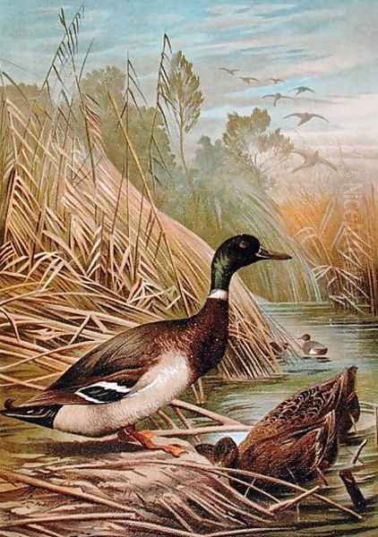 Mallards, illustration from a Hungarian natural history book, 1904 - view 1