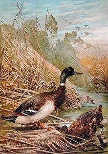 Mallards, illustration from a Hungarian natural history book, 1904