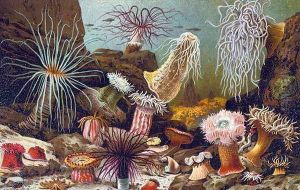 Sea Anemones, from a Hungarian natural history book, c.1900 by Alfred Brehm