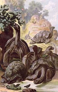 Giant Tortoises from the Galapagos Islands, from a natural history book, 1887 by Alfred Brehm