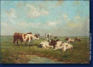 Vaches En Zeelande