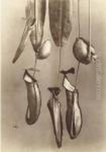 Plant Studies by Alphonse Bernoud