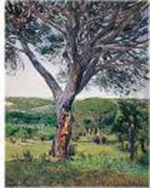 Pinos Del Plantio De Los Infantes (pine Trees In The Plantio De Los Infantes) - view 1