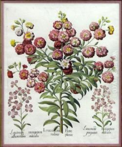 Botanical: Leucoium Flore Rubro Pleno by Basilius Besler