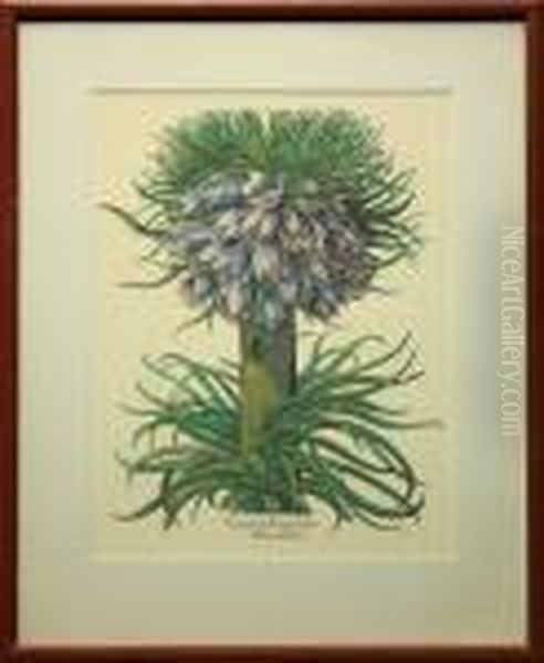 Botanical Print: Corona Imperialis Polvanthos - view 1