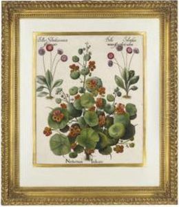 Nasturtium Indicum; And Ceruicariamaior Syluestris by Basilius Besler