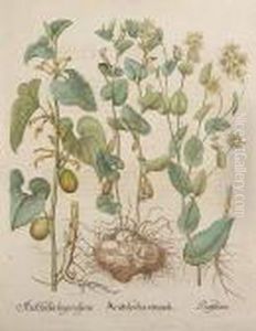Aristolochia Rotunda, From Hortuseystettensis by Basilius Besler