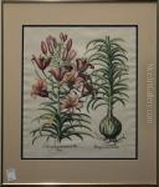 Lilium Purpureum - view 1