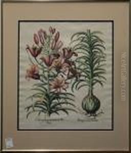 Lilium Purpureum by Basilius Besler