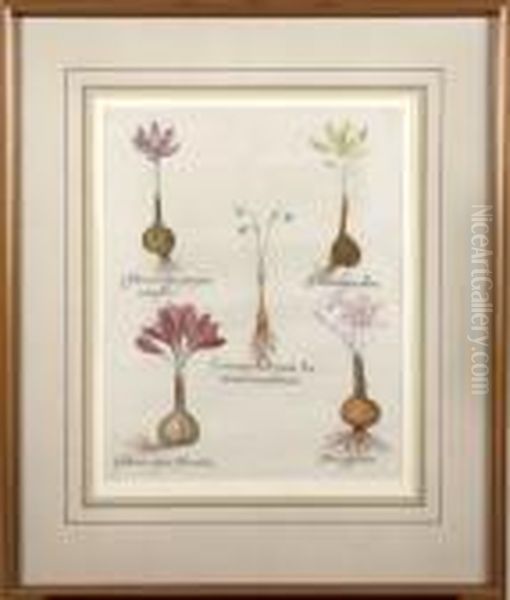 Hand Colored Botanic Alengraving From 'hortus Eystettensis' - view 1