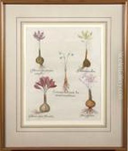 Hand Colored Botanic Alengraving From 'hortus Eystettensis' by Basilius Besler