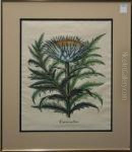 Corona Imperialis Florum Classe Duplici
