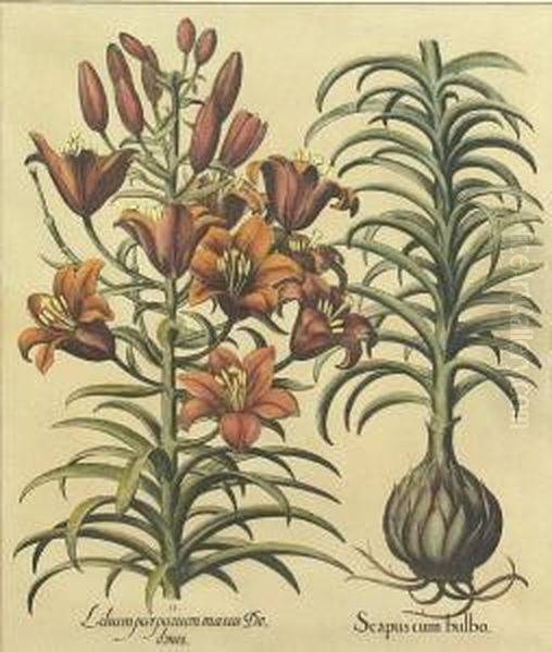 2 Botanical Etchings - view 1
