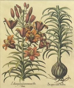 2 Botanical Etchings by Basilius Besler