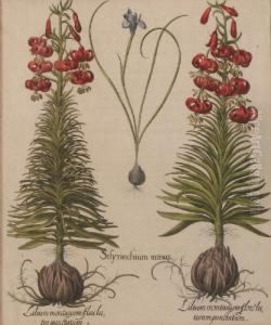 Sisyrinchiumminus by Basilius Besler
