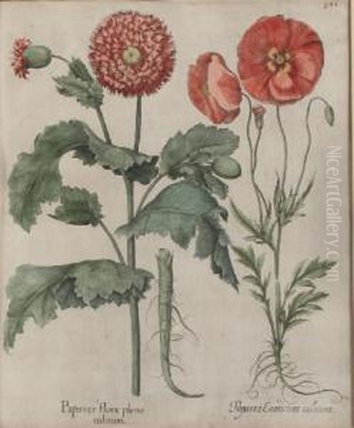 Papaverflore Plenorubrum - view 1