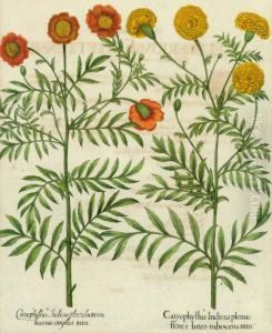 Caryophyllus by Basilius Besler