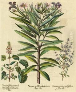 Rhododendron by Basilius Besler