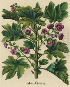 Malua Arborescens by Basilius Besler
