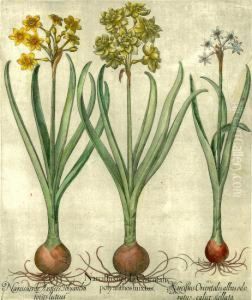 Narcissus Narcissus