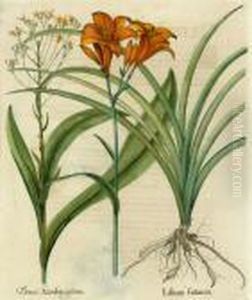Lilium by Basilius Besler