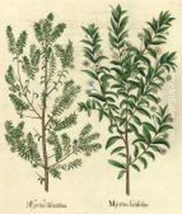 Myrtus by Basilius Besler