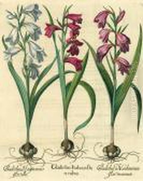 Gladiolusitalicusflo - view 1