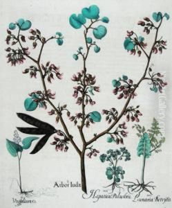 Arbor Iudae by Basilius Besler