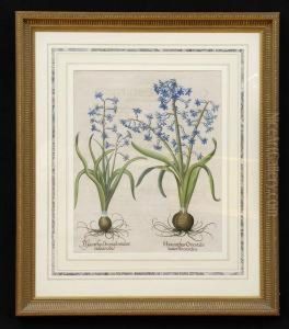 Hyacinthus Orientalis