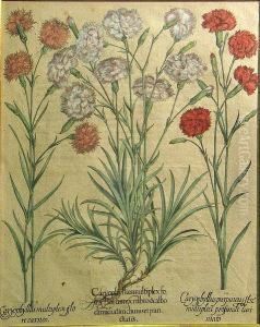 Caryophyllus Multiplexfo Ins Florumexrubro..., From Hortus Eystettensis