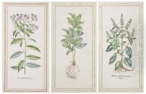 Basilicum Indicum Macu Latum, Consolida Saracenica, Hippoglossum. by Basilius Besler