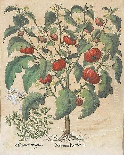Solanum Pomiferum; Piper Indicum Maxi Mum Longuum, From Hortus Eystettensis - view 1