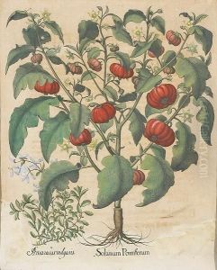Solanum Pomiferum; Piper Indicum Maxi Mum Longuum, From Hortus Eystettensis