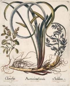 Acorus Cum Suo Iulo; Testiculus Vulpinus by Basilius Besler