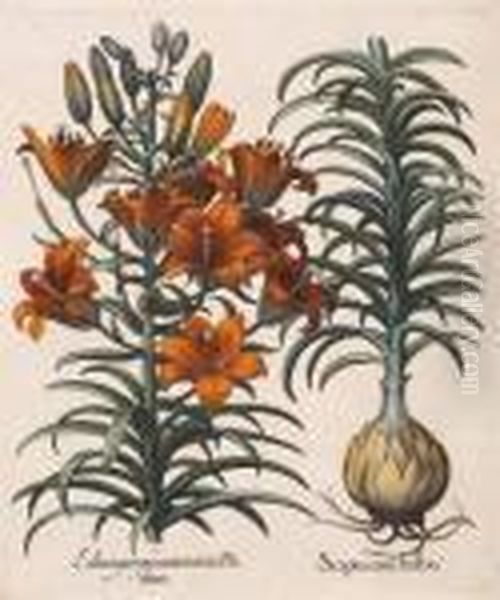 Balaustia, Prunus Myrobalanus 
Rotundus, Mala Armeniaca; Lilium Purpureum, Scapus Cum Bulbo - view 1