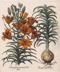 Balaustia, Prunus Myrobalanus 
Rotundus, Mala Armeniaca; Lilium Purpureum, Scapus Cum Bulbo by Basilius Besler