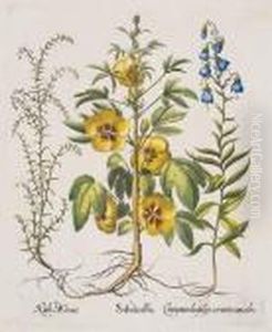 Sabdariffa; Flos Cheyri Maximus Eystettensis by Basilius Besler