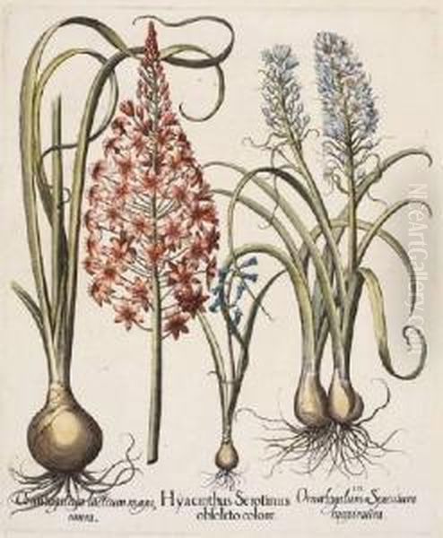 Hyacinthus Serolinus Obsoleto
Colore; Muscari Obsoleto Albo Flore; Pseudo Narcissus; Colchicum Vulgare
Purpura - view 1