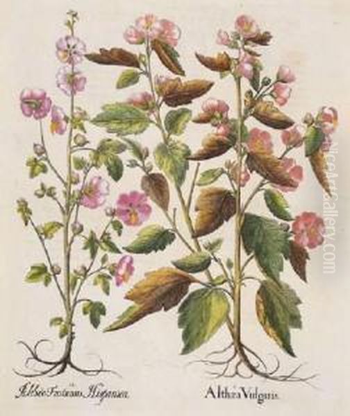 Althea Vulgaris; Geranium Anglicanum; Thalictrum Flore Incarnato; Nepetella - view 1