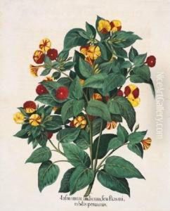 Jasminum Indicum; Malua
Arborescens; Papas Peruanorum; Lychnis Coronaria Flore Rubra Pleno by Basilius Besler