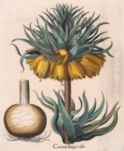 Corona Imperialis; Nolime Tangere; Siciliana by Basilius Besler